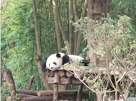 C:\Users\win\Desktop\入境业务\Gladney Mr. Wu\pictures\Chengdu\Panda 1 by David Wang.jpg